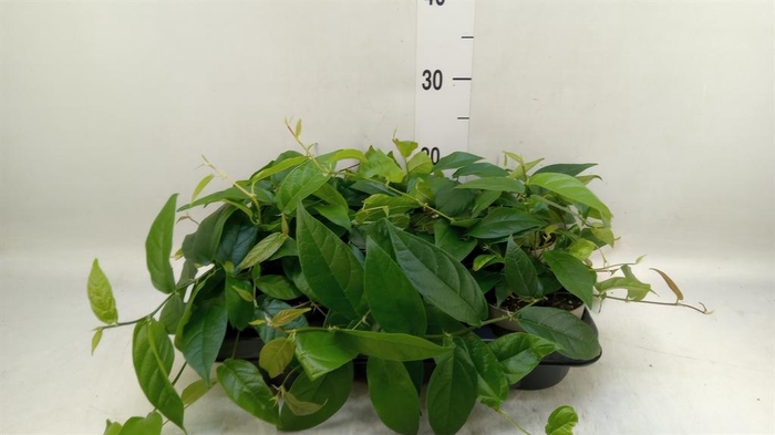 <h4>Ficus sagittata</h4>