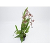 ONCIDIUM SHARRY BABY P14