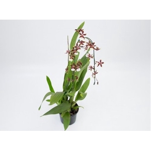 ONCIDIUM SHARRY BABY P14 MIN 1 HT