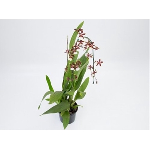 ONCIDIUM SHARRY BABY P15