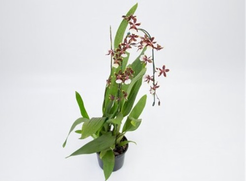 <h4>ONCIDIUM SHARRY BABY P15</h4>