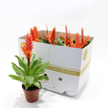 <h4>Vries Sparkle</h4>