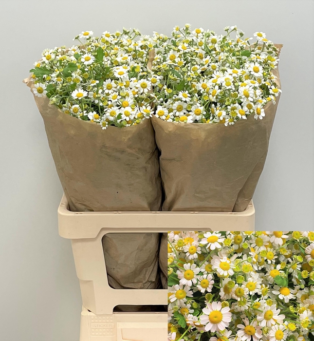 <h4>TANA PA SINGLE VEGMO</h4>