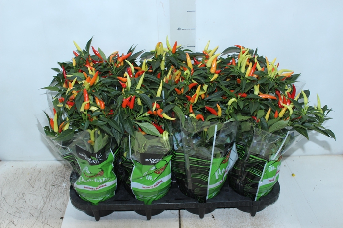 <h4>PIMENTA P11</h4>