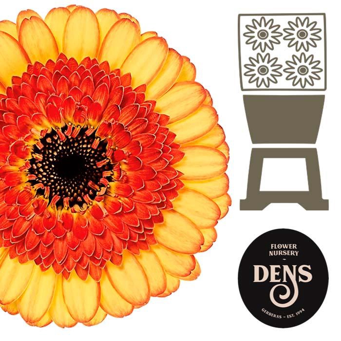 <h4>Germini Decora Diamond</h4>