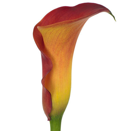 <h4>CALLA TRINITY</h4>