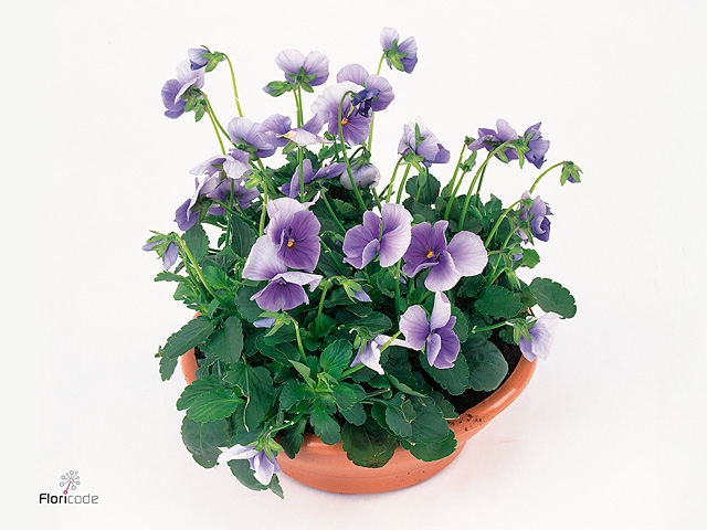 VIO CO PAT PU LIBLUE