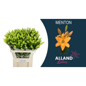 LI LA MENTON