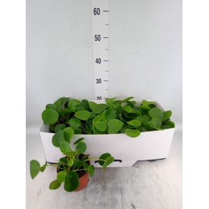 Pilea peperomioides