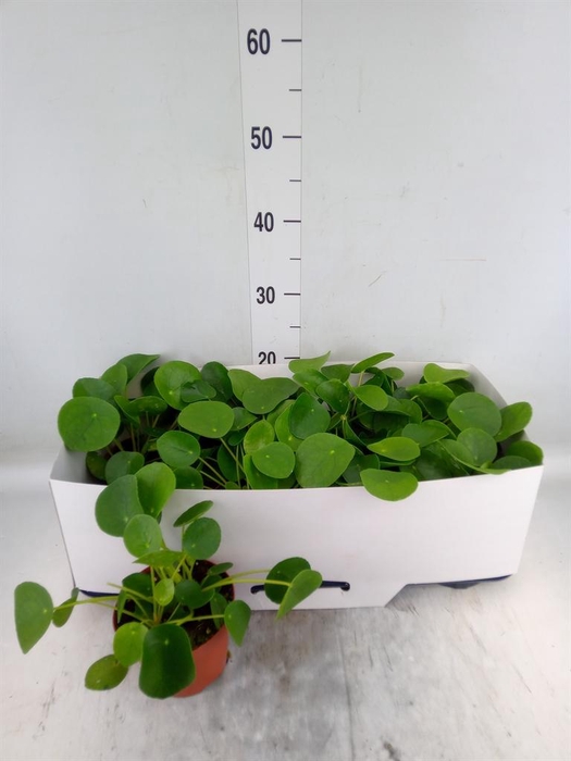 <h4>Pilea peperomioides</h4>