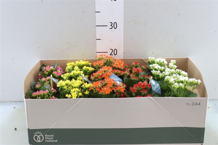 <h4>Kalan Bl Gemengd Garden Balcony Box</h4>