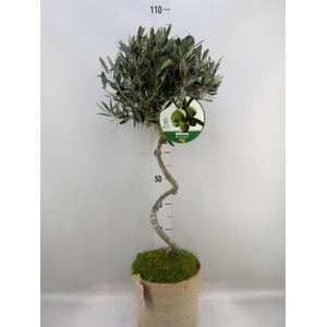 Arr.   Tuinplanten H%