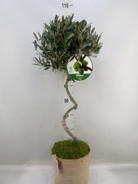 <h4>Arr.   Tuinplanten H%</h4>