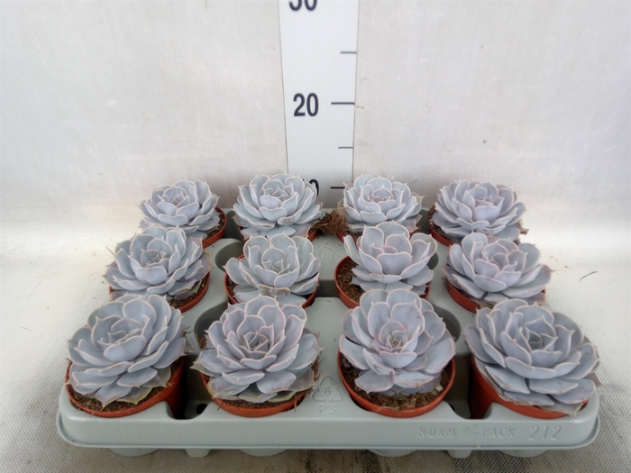 <h4>Echeveria lilacina</h4>