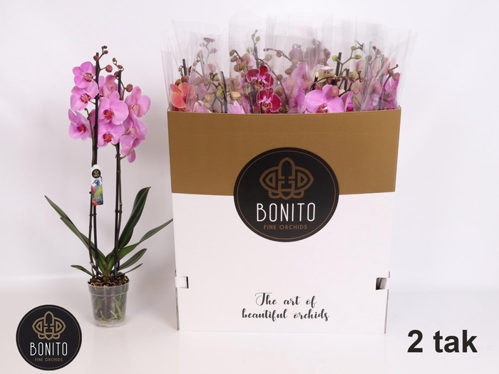 <h4>PHAL GEM 7 KL</h4>