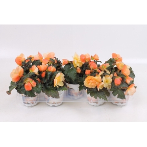 Begonia Tube. Fragrant Falls Peach