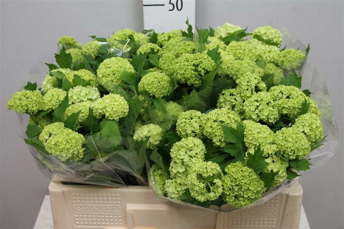 <h4>Viburnum Roseum St 2 Bal</h4>