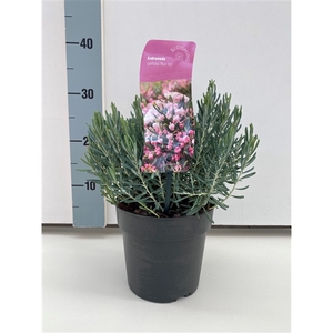 Andromeda polifolia 'Blue Ice'