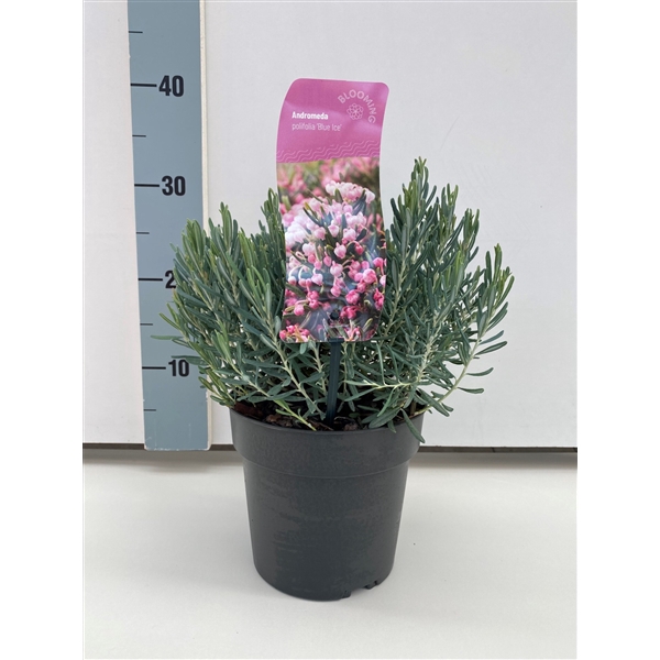 <h4>Andromeda polifolia 'Blue Ice'</h4>