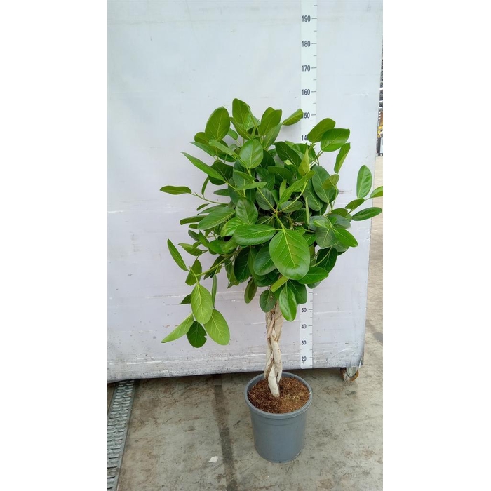 <h4>Ficus benghalensis 'Audrey'</h4>