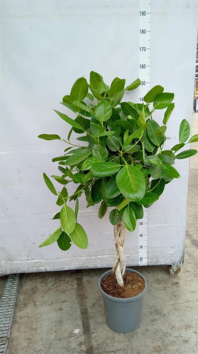Ficus benghalensis 'Audrey'