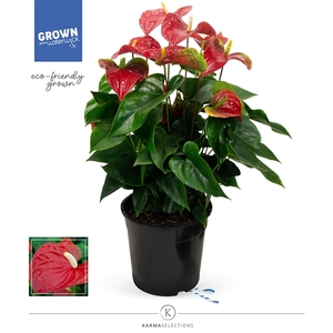 Anthurium - Karma Red | 27cm