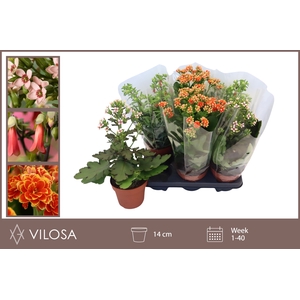 KAL EN VERANDA GEM