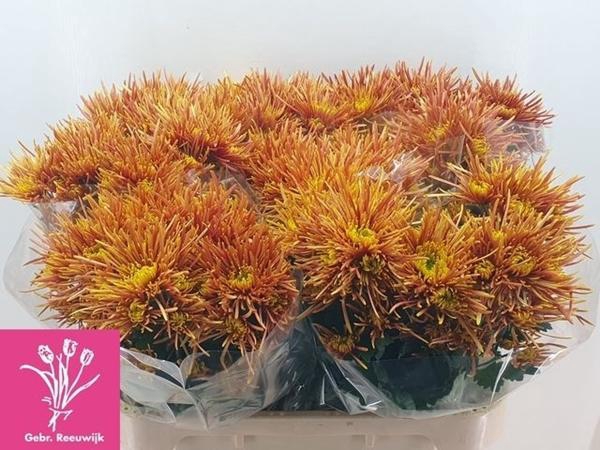 <h4>CHR T BRONZE SPIDER</h4>