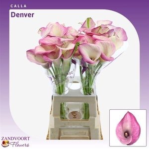 Calla Denver