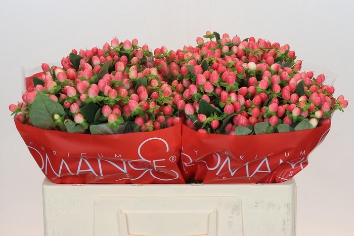 <h4>Hypericum Sweet Romance</h4>