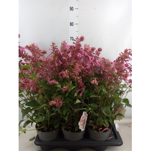 Salvia   ...