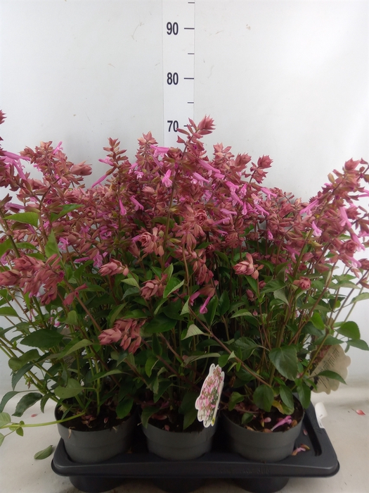 <h4>Salvia   ...</h4>
