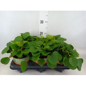 Pilea peperomoides
