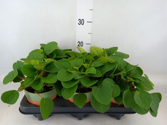 <h4>Pilea peperomoides</h4>