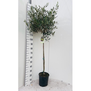Olea europaea on stem