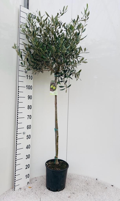 <h4>Olea europaea on stem</h4>