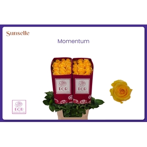 R GR MOMENTUM+