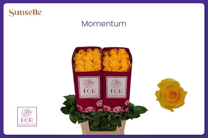 <h4>R GR MOMENTUM+</h4>