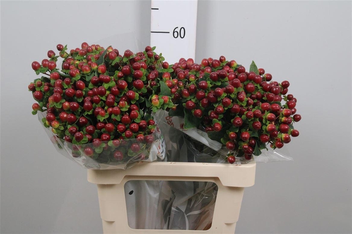 <h4>Hyp Mag Seasons</h4>