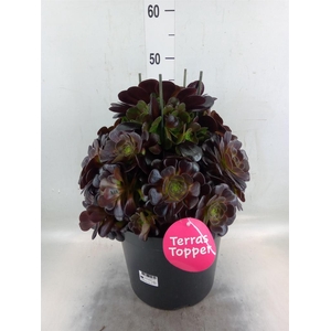 Aeonium arboreum 'Velours'