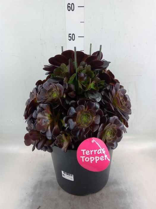 <h4>Aeonium arboreum 'Velours'</h4>