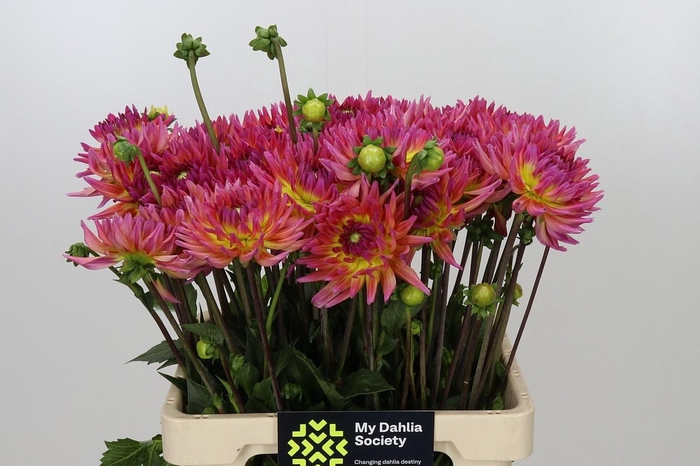 <h4>Dahlia Karma Sangria</h4>