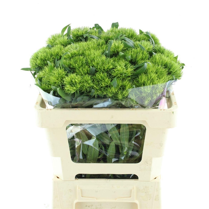 <h4>DI BARB GREEN TRICK</h4>