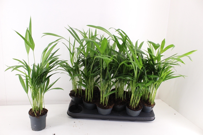 <h4>DYPSIS LUTESCENS</h4>