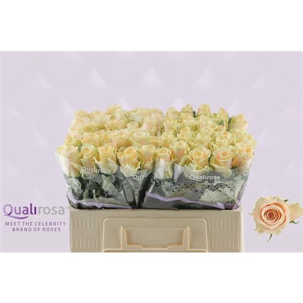 <h4>R Gr Charmant</h4>