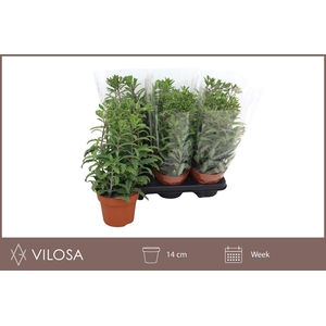 KALANCHOE LACINIATA