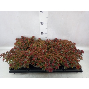 Sedum   ...