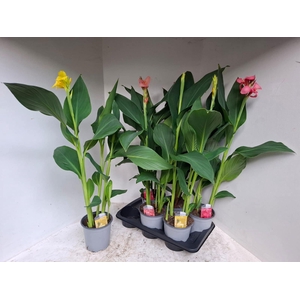 CANNA CANNOVA GEM