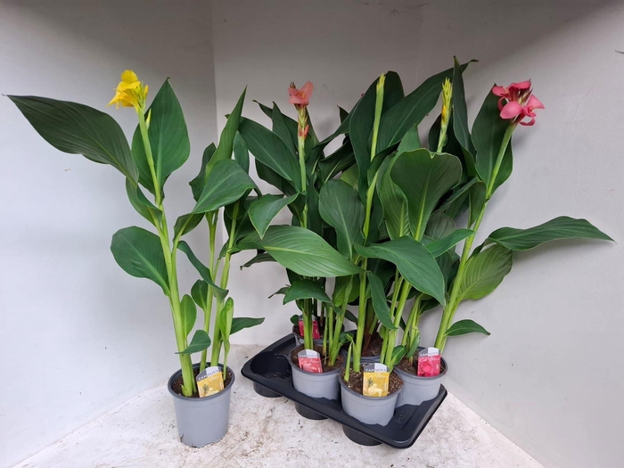 <h4>CANNA CANNOVA GEM</h4>