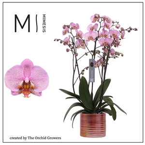 Mimesis Phal. Marvellous Pink Special - 50+ flowers 17cm in Didi Pink ceramic